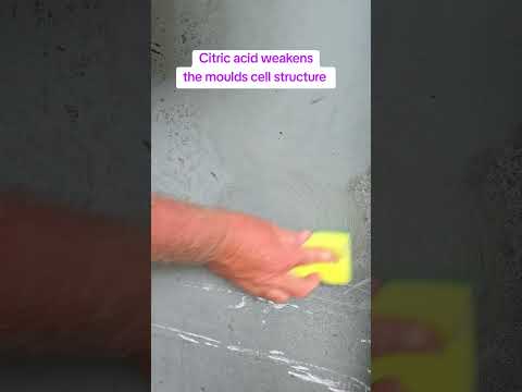 All Natural Mould Remover Wall Cleaner